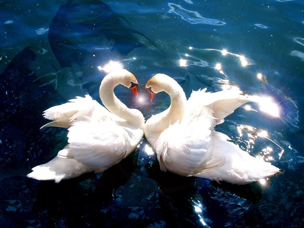 Two swans making a heart shape with their necks