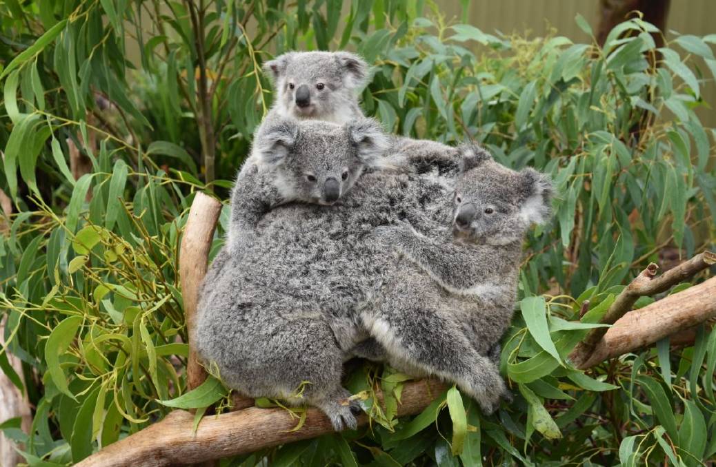A Koala family.