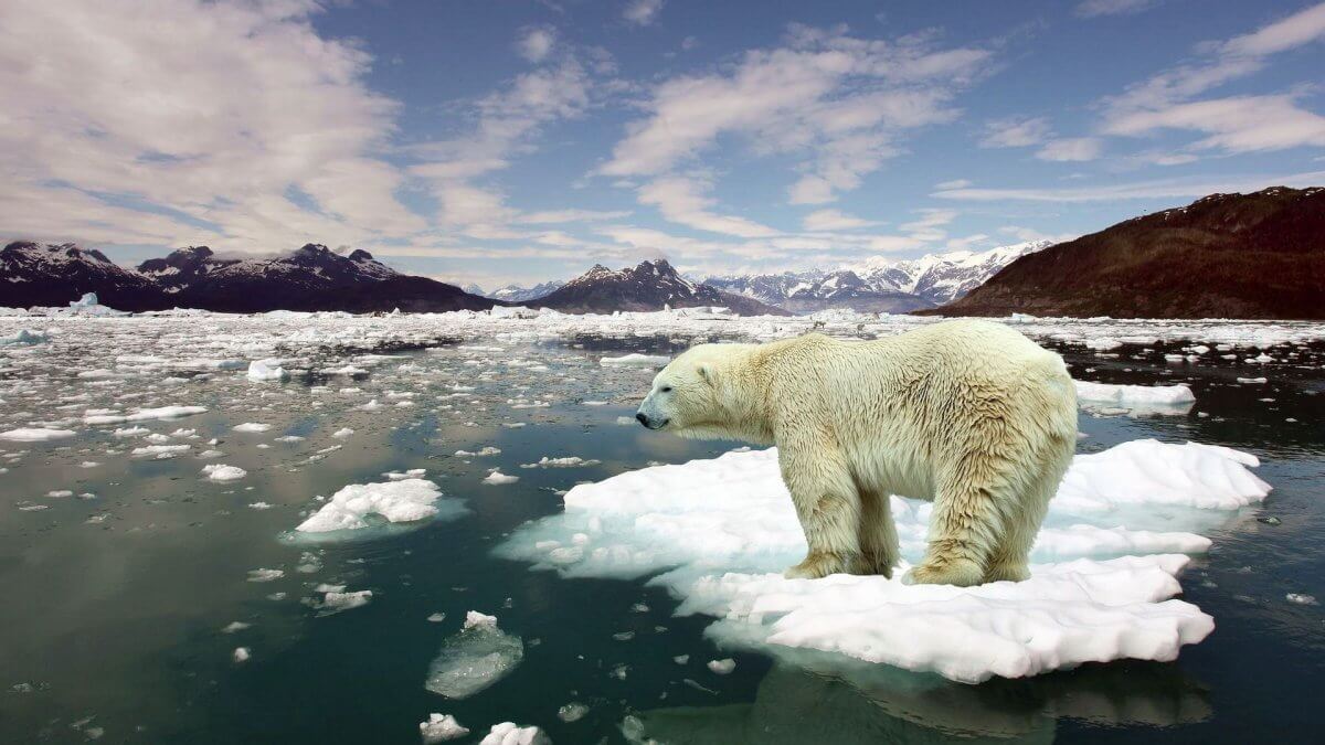 polar bear on melting ice cap