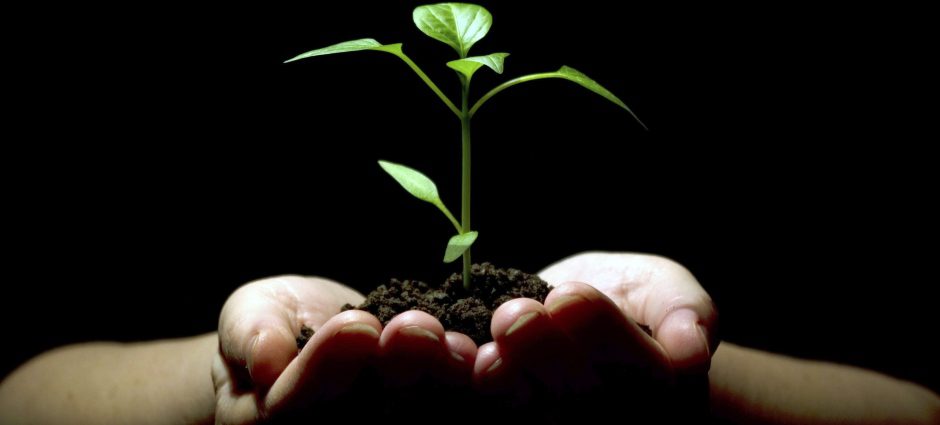 hands holding a sprouting tree