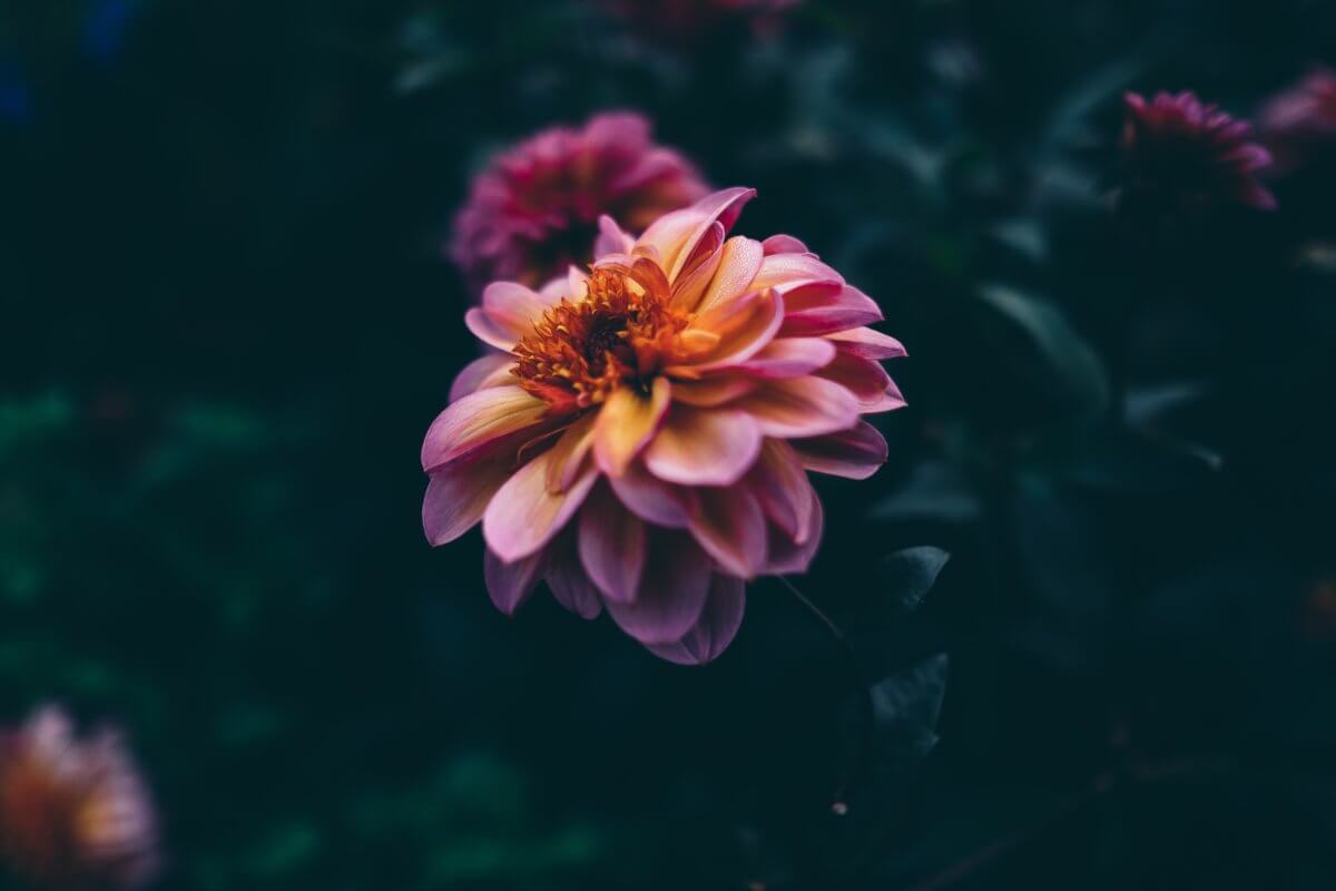 image of a flower in the dark surrounds