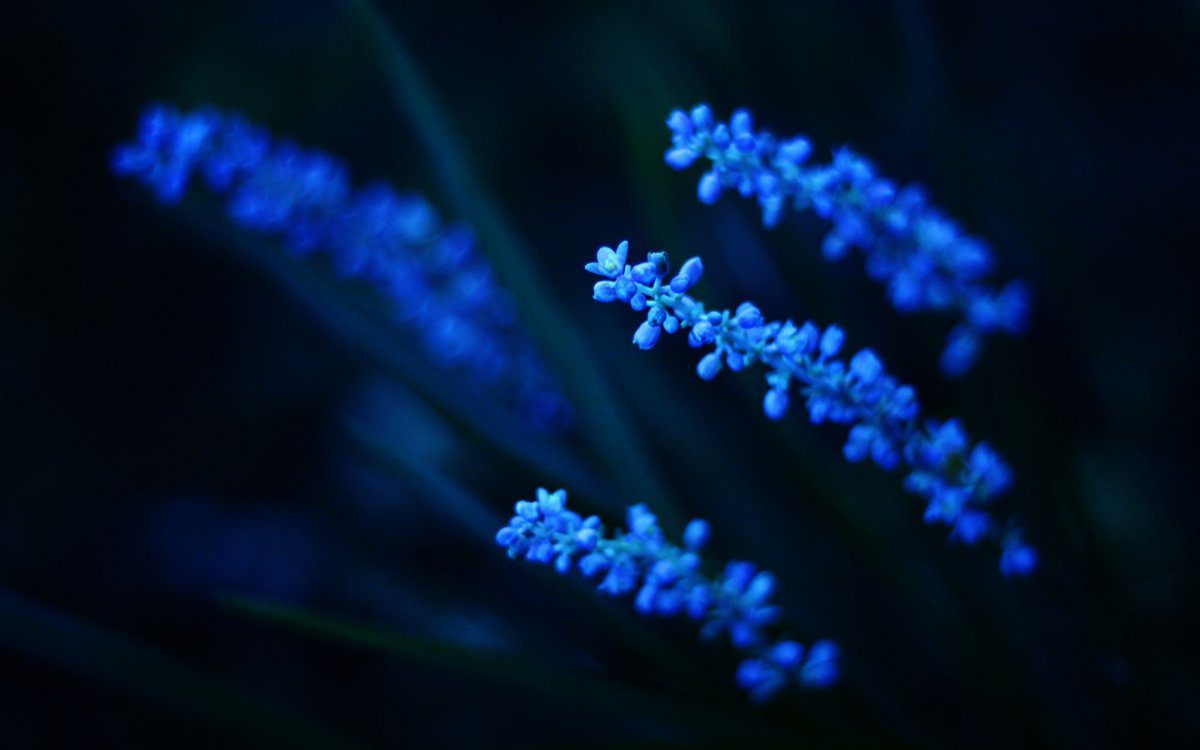 close up of blue flowers