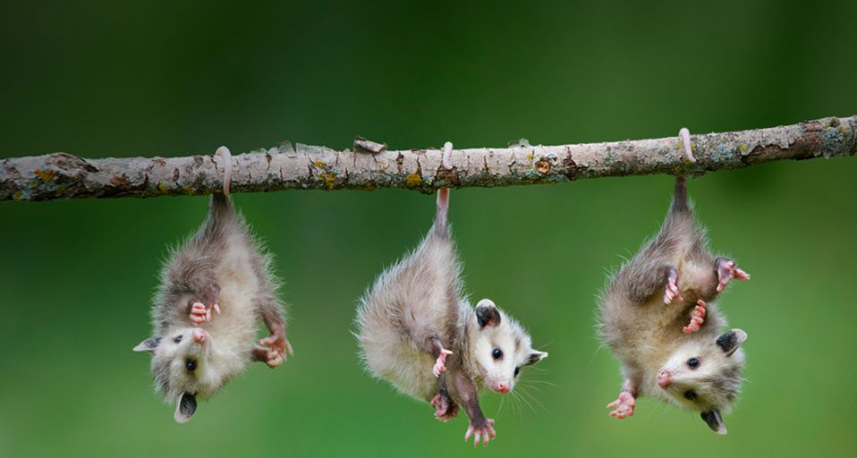 thre baby possums hanging from a branch