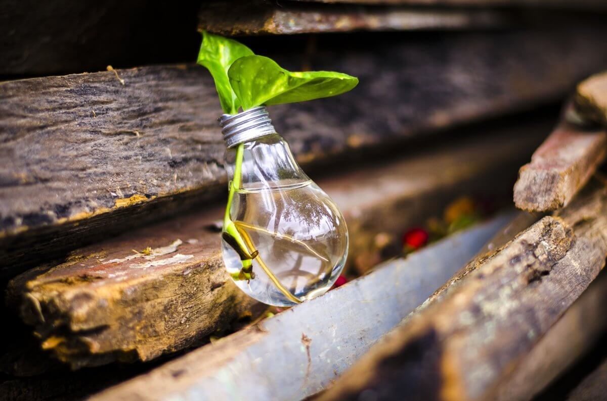 An old lightbulb filled with a growing plant