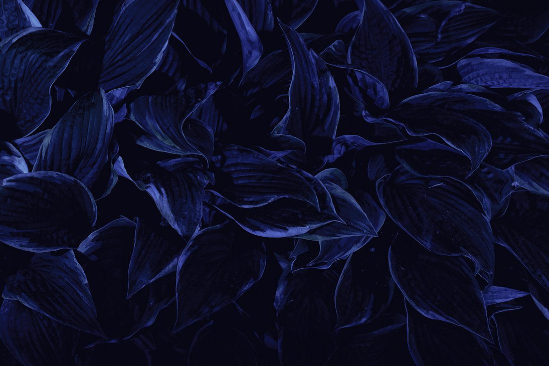 dark leaves