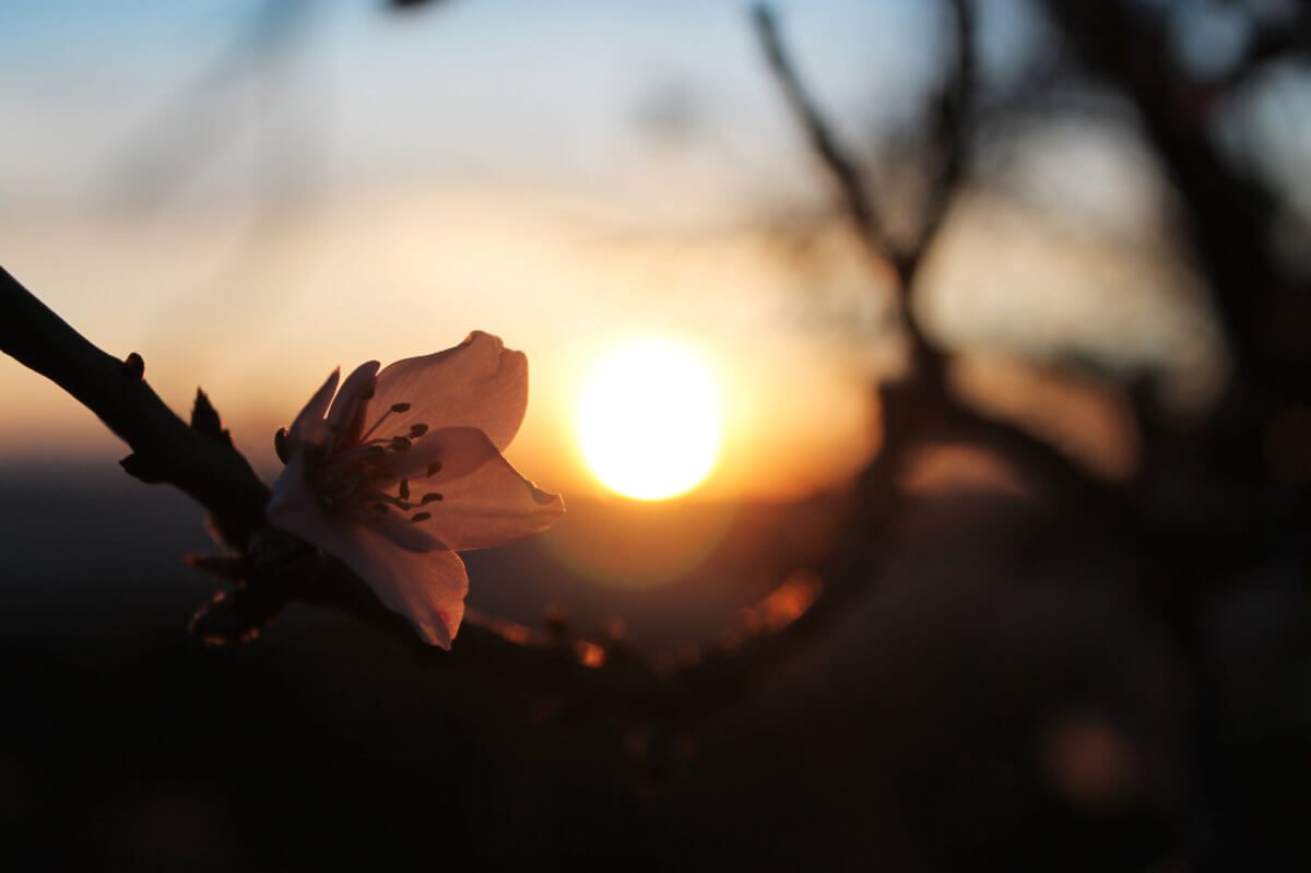 flower close up with sunset background