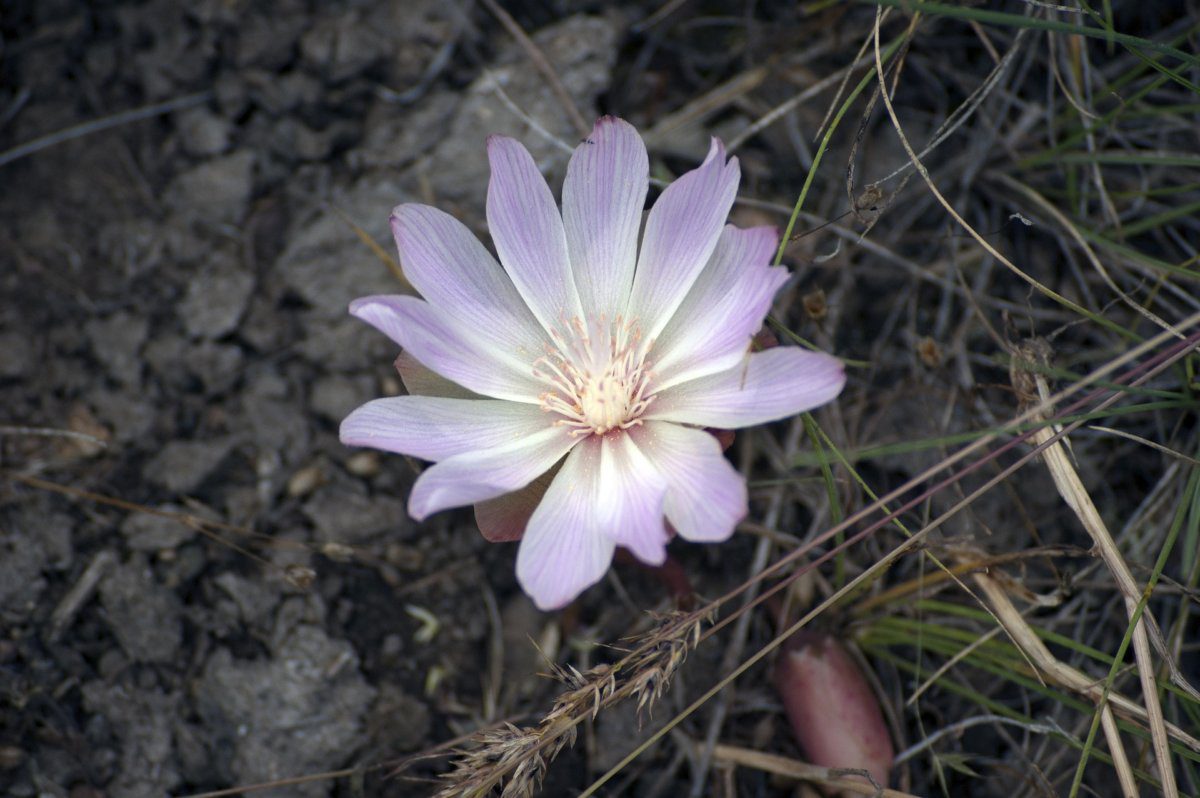 Purple flower on grey rocks