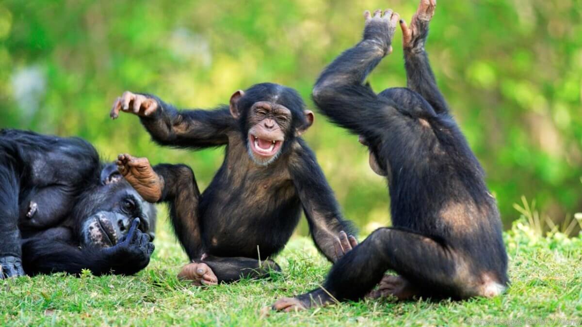 three chimpanzees