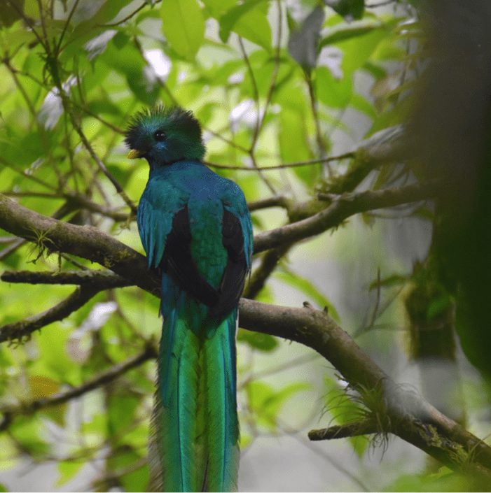 A resplendant quetzal - a green bird.