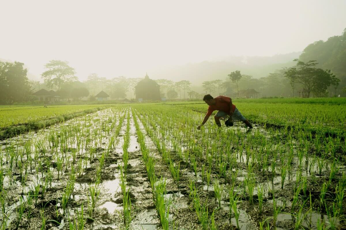 A rice paddy in a misty morning with a man harvesting the rice.
