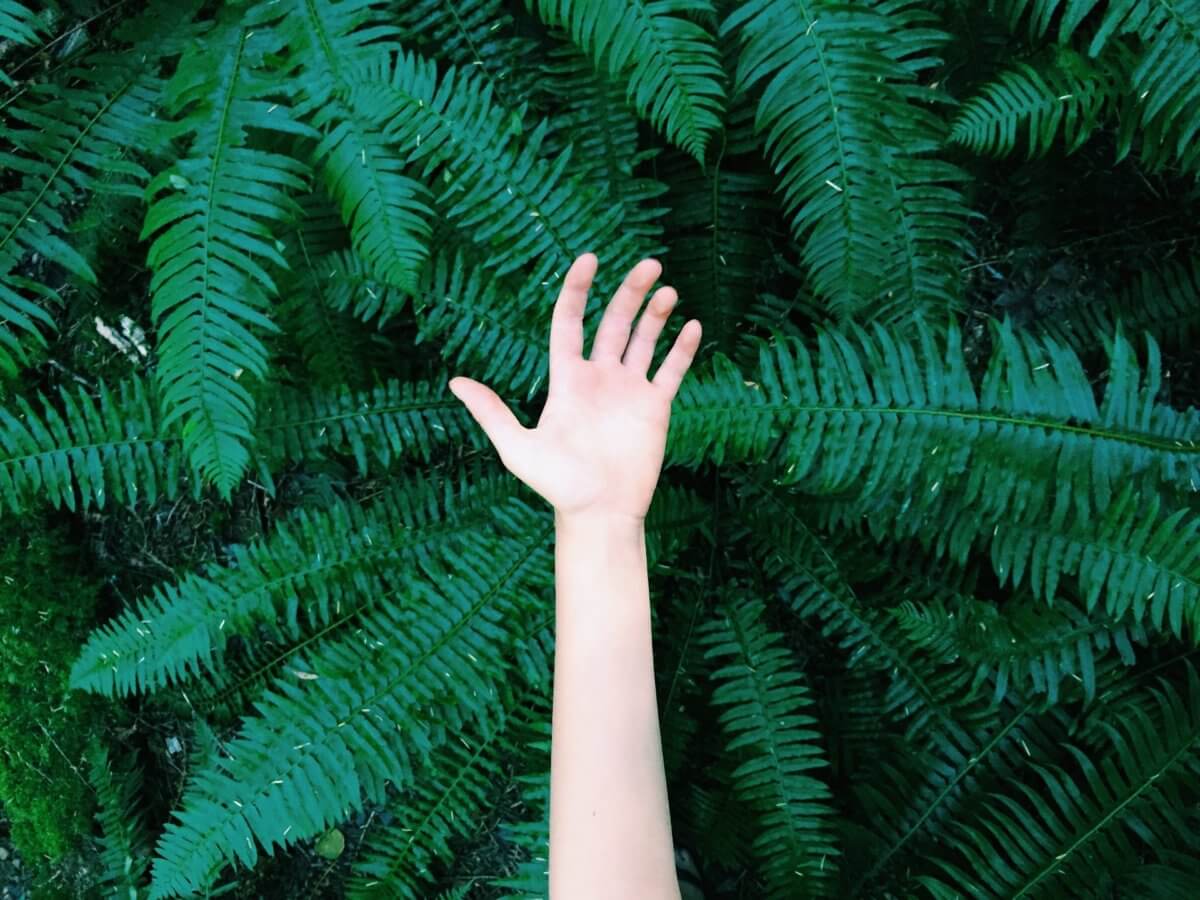 A single open hand reaching out in front of a background of green ferns