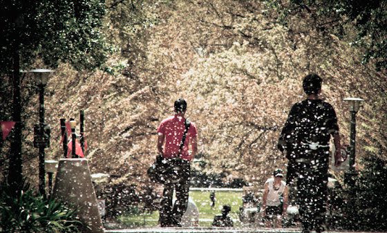 fluff falling as people walk