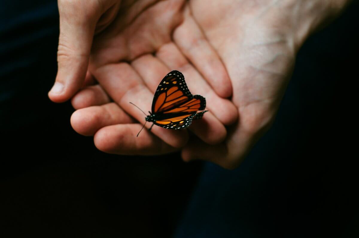 An orange butterfly sitting in the palm of a hand