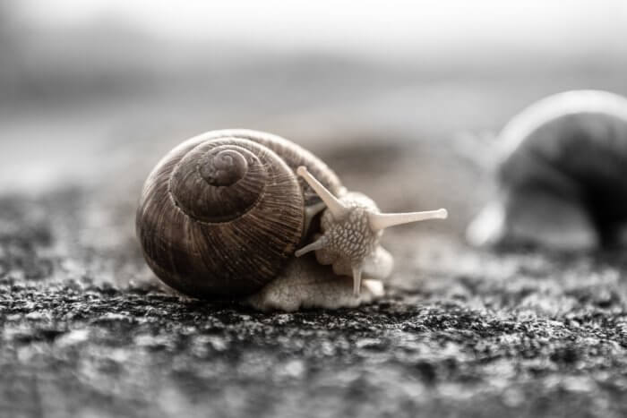 Grey snail on grey pebbles.