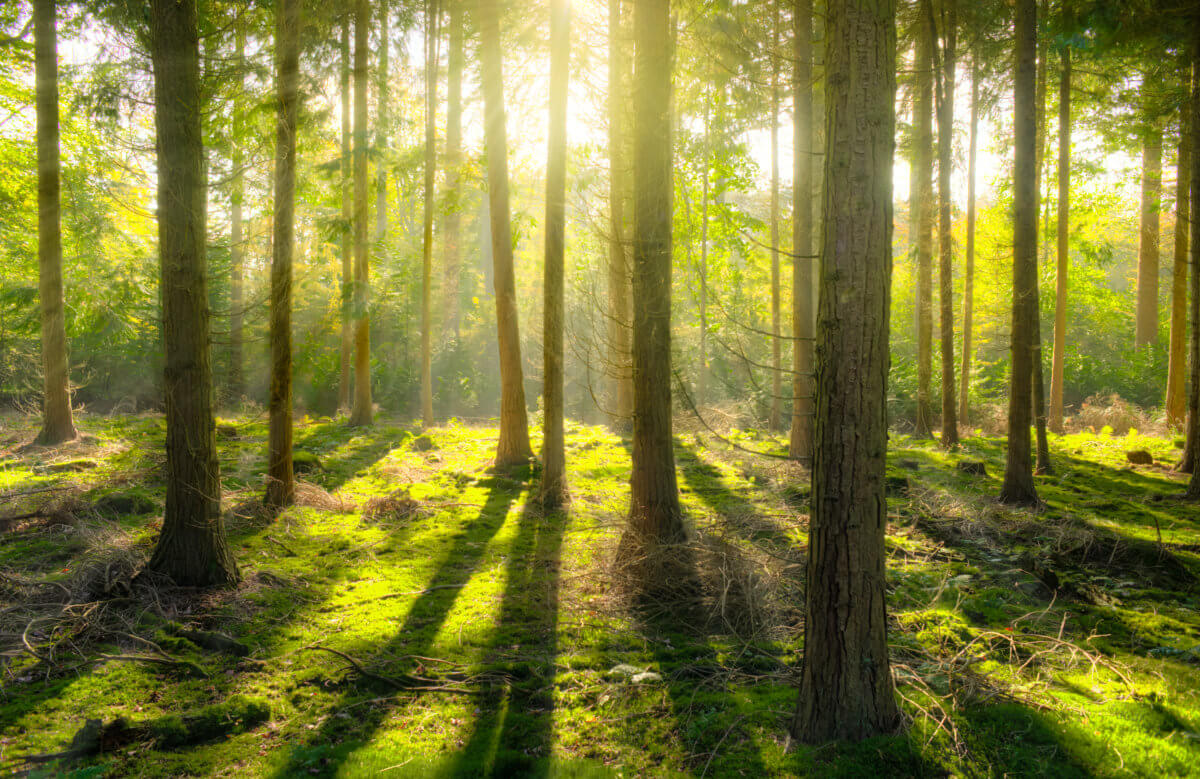 This image is a photograph of a forest - featuring over a dozen tree trunks, as well as grass and distant shrubbery
