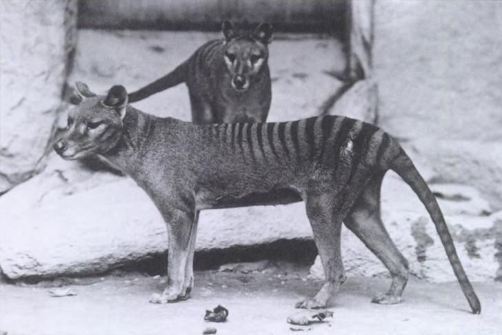 The image features two Tasmanian Tigers, one in the centre of the image facing sidewards, another in the top of the image facing forwards. Tasmanian tigers are dog-like animals distinguished by their large stripes.