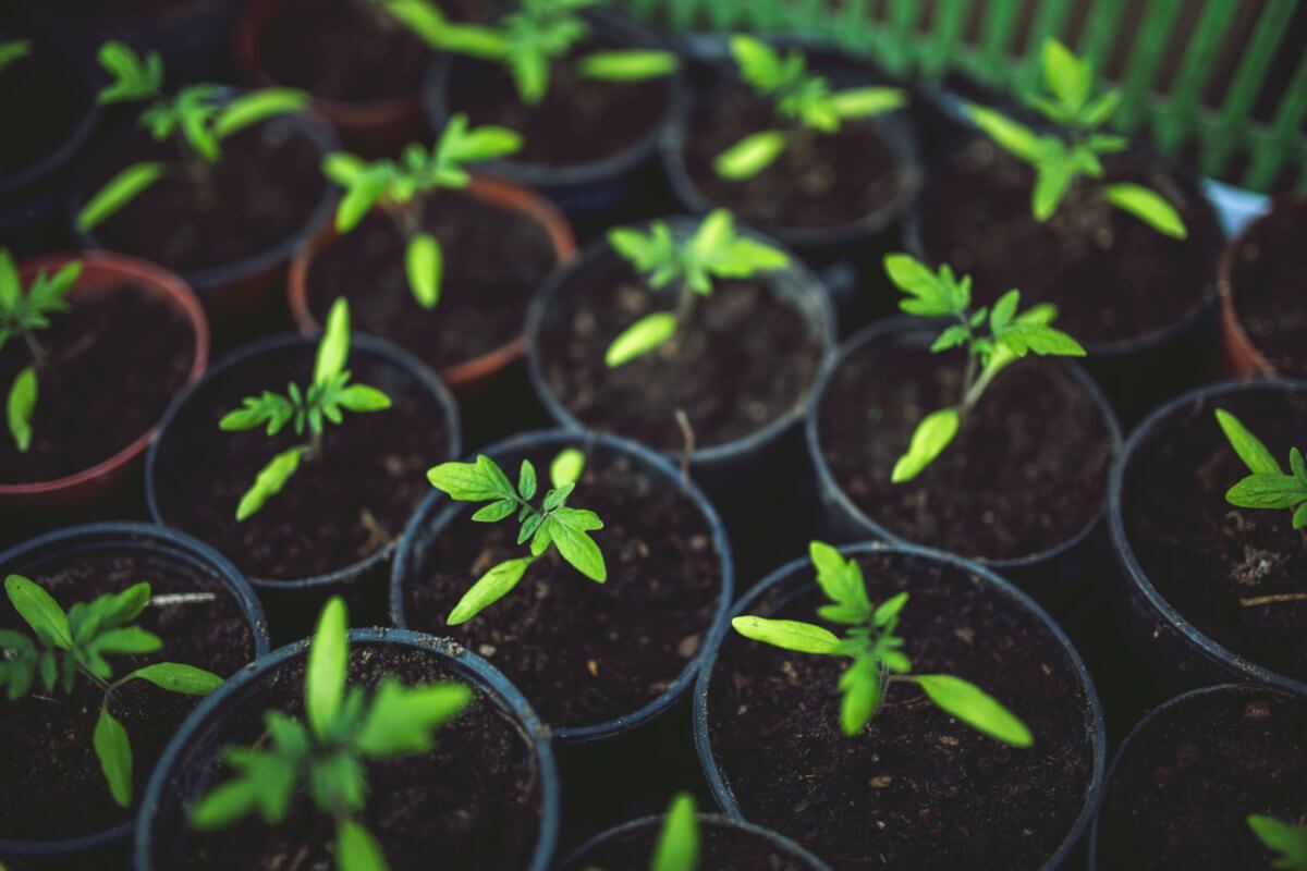 A series of around 14 potted plants, each one containing a young tomato sapling