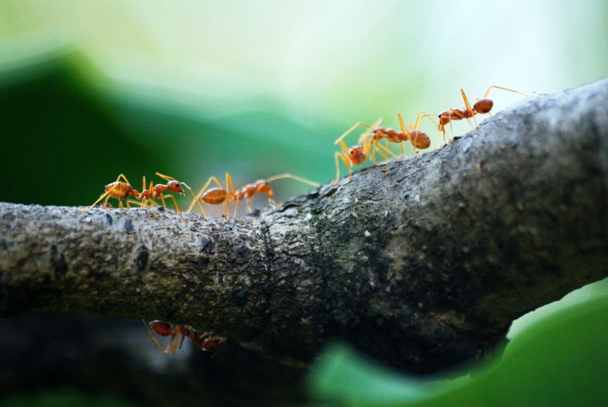 4 red ants in a row on a branch