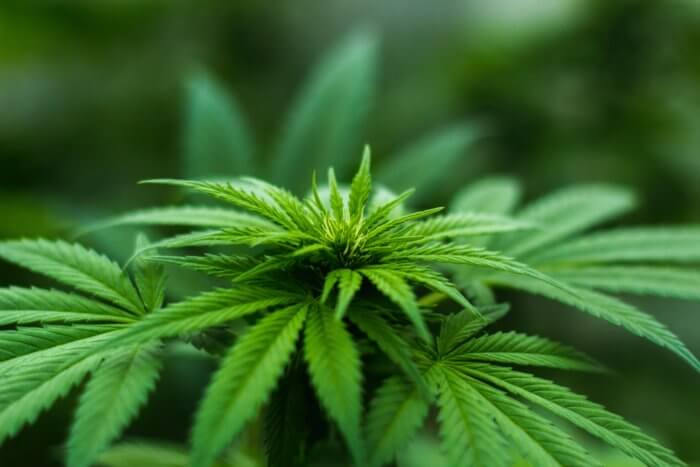 Close up of marijuana leaves