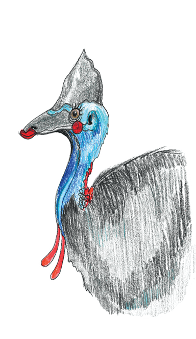 Pencil-drawn Cassowary