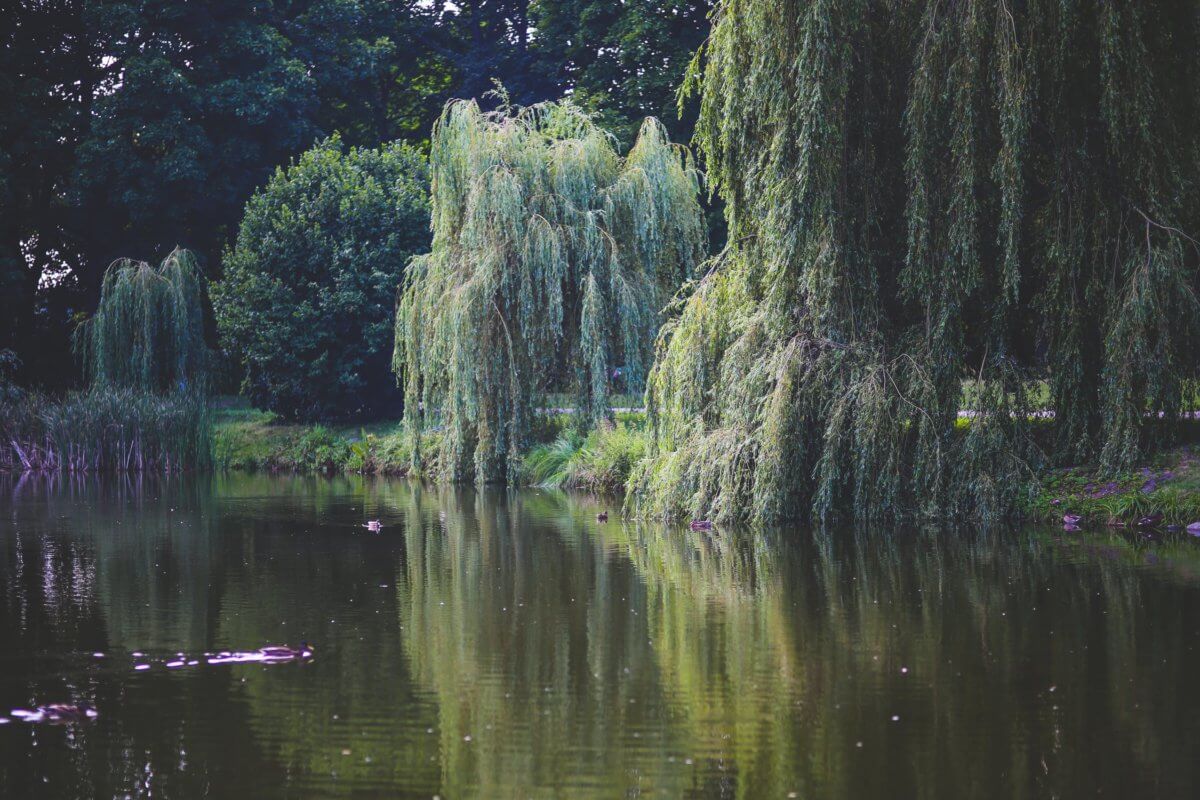 A weeping willow on the banks