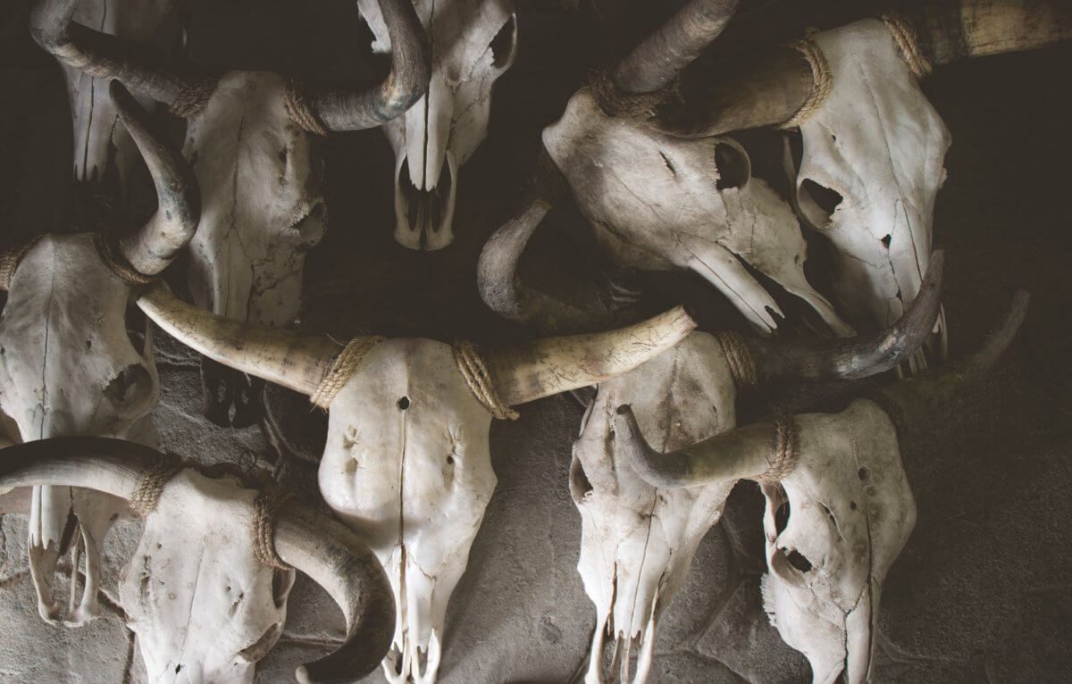 An array of cattle head skeletons