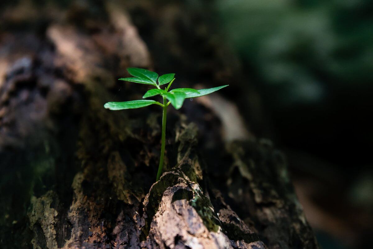 Plant growing on tree