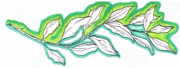 An illustration of green leaves by Navita Wijeratne