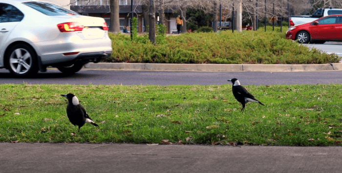 Hidden Stories of Campus Wildlife